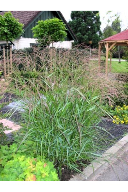 Куст проса Скво в сочетании с многолетниками.